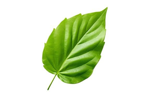 Leaf Clipart: The Versatile Asset for Creative Projects